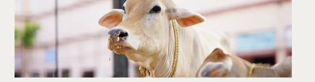 A sacred Gir cow